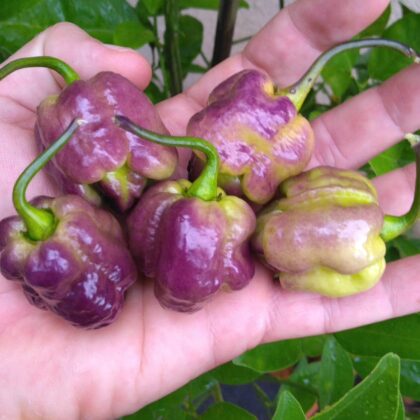Graines (20) de Piment JXPXR Lemon
