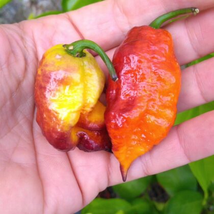 Graines (20) de Piments Purple Naga Ruby