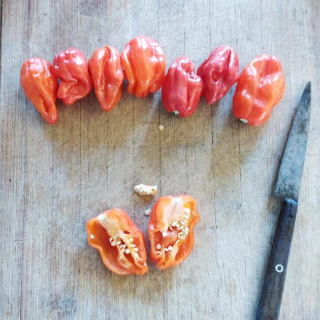Graines (20) de Piment Habanero red Savina – Image 3