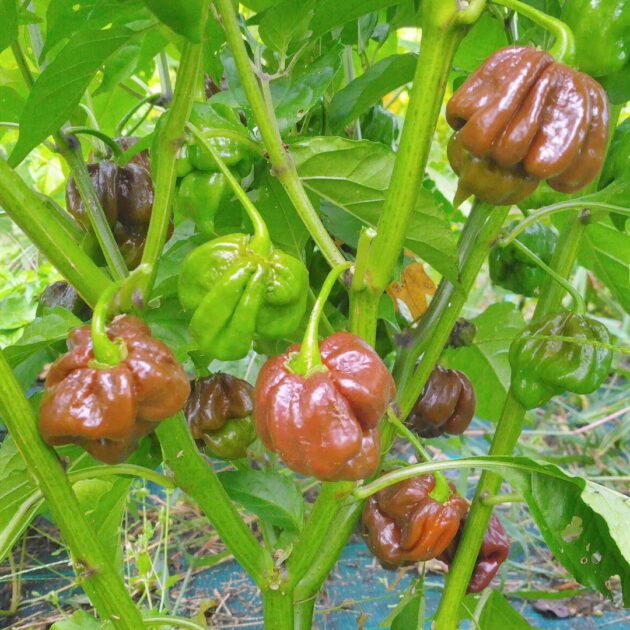 Graines (20) de Piment Trinidad Moruga Scorpion Chocolat – Image 3