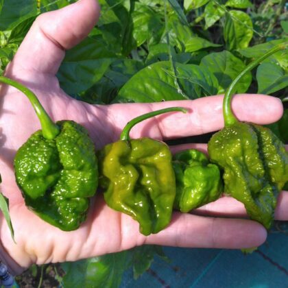 Graines (20) de Piment Big Mustard MAMA