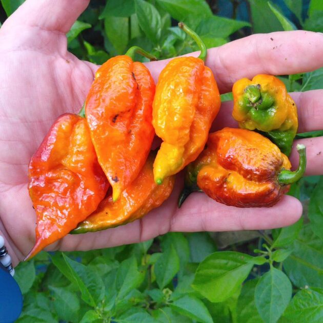 Graines (20) de Piment Naga Dark Ruby