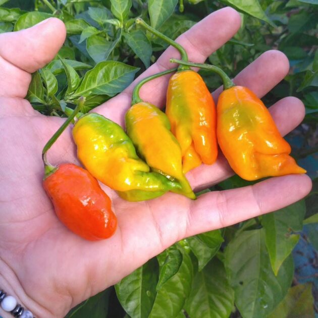 Graines (20) de Piments 7Pot – Image 2