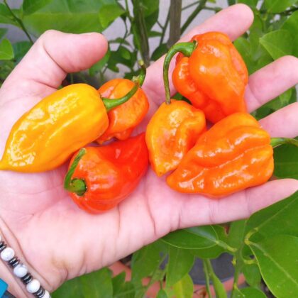 Graines (20) de Piments 7Pot
