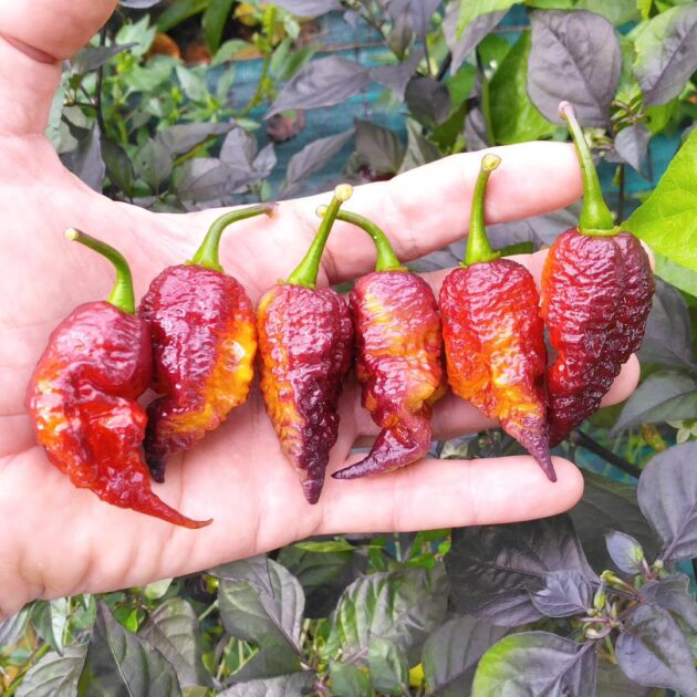 Graines (20) de Piment Purple Ghost Gnarly Ruby