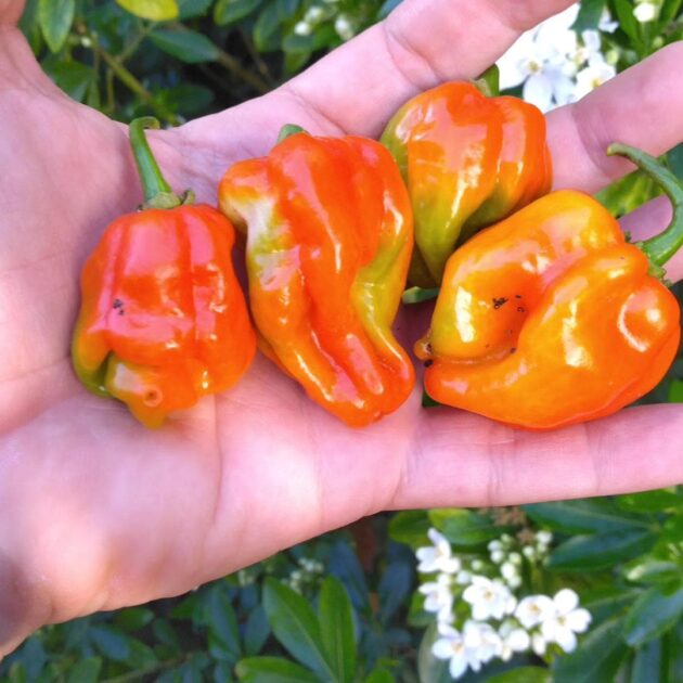 Sauce pimentée Angel Peppers 100ml – Image 2