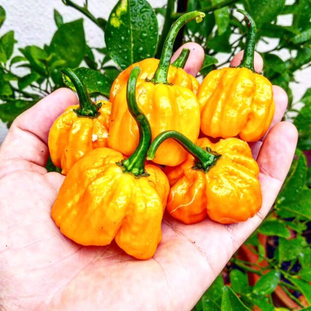 Sauce pimentée Angel Peppers 100ml – Image 5