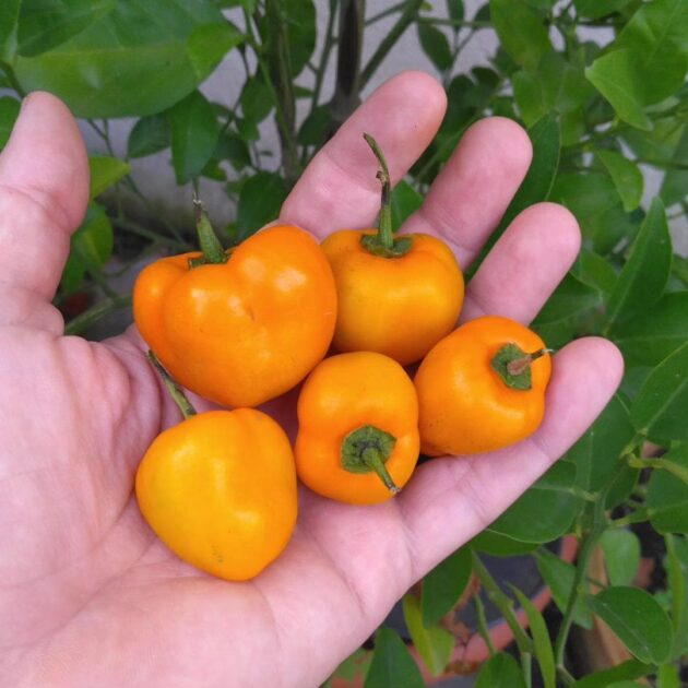Graine (20) de piment Rocoto Costa Rica orange