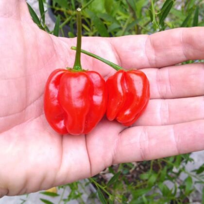 Graines (20) de Piment Habanero red Savina