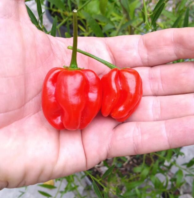 Graines (20) de Piment Habanero red Savina