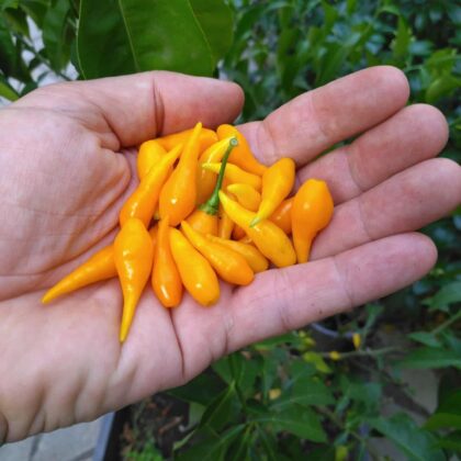 Graines (20) de piment Biquinho orange