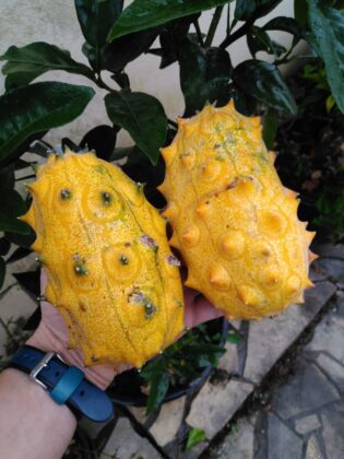 Graine (15) de KIWANO