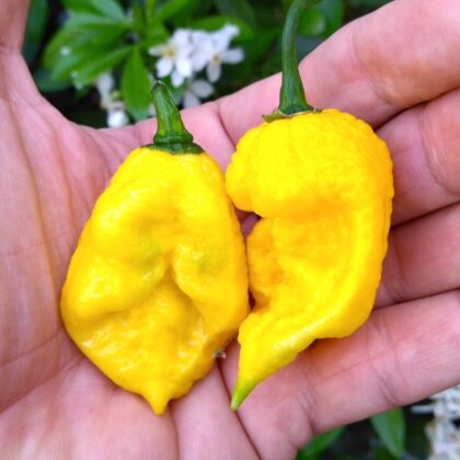 Graines (20) de Piment Carolina reapers jaune