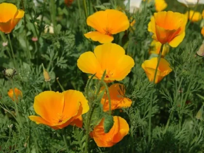 Graine de Pavot de Californie