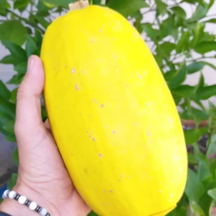 graines (10) de Courge Spaghetti