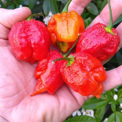 Graines (20) de Piment 7POT Silva red