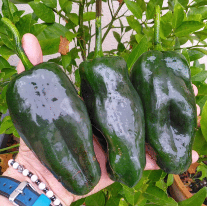 Graine (20) de Piment Ancho Poblano