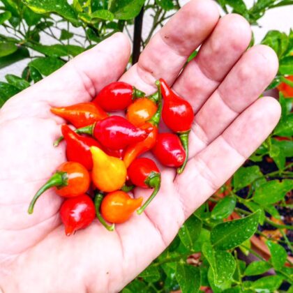 Graines (20) de piment Biquinho rouge