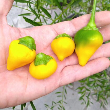 Graine (20) de Piment Bonbon Pfefferoni