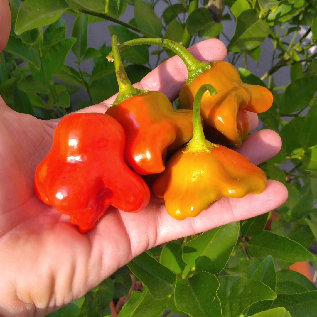 Hot Sauce 4/10 Ark Peppers 100ml – Image 7