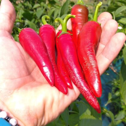 Graine (30) de Piment Cayenne