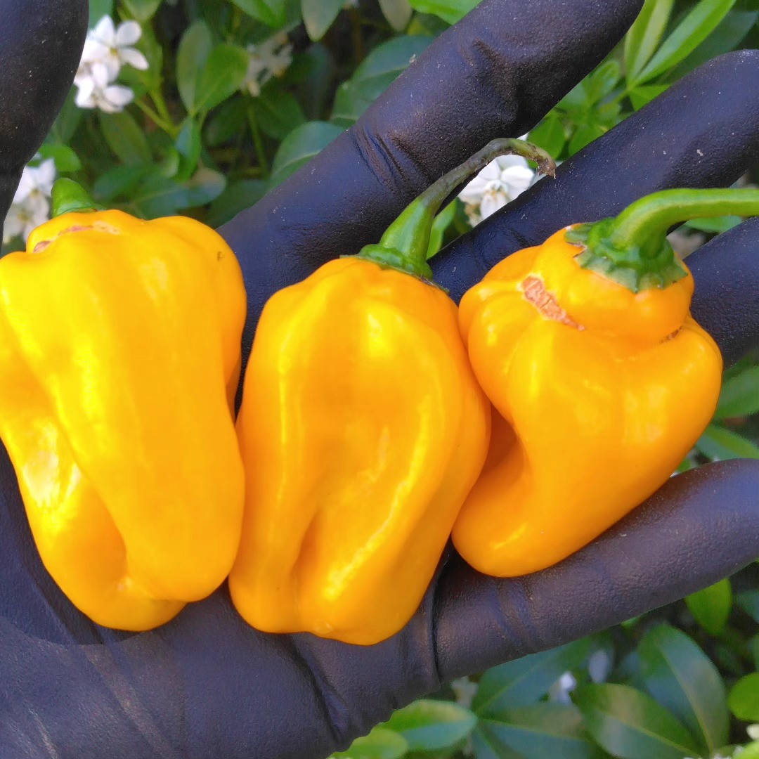 Graines (20) de Piment Habanero Jaune