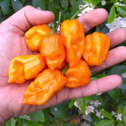 Graines (20) de Piment Habanero Orange
