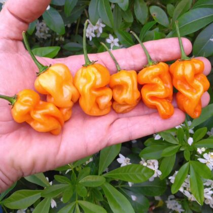 Graines (20) de Piment Habanero Savina peach