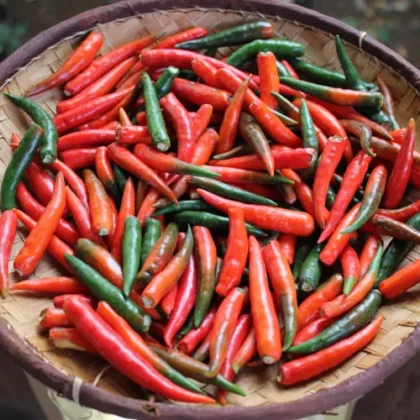 Graine (20) de Piment Thai