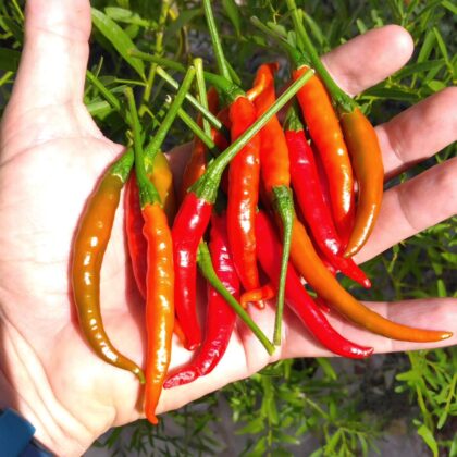 Graine (20) de Piment du Vietnam