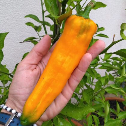 Graine (25) de Poivron corno di bue giallo